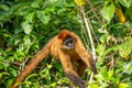 Geoffroy's Spider Monkey (Ateles geoffroyi) Royalty Free Stock Photo