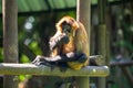 Geoffroy's Spider Monkey (Ateles geoffroyi Royalty Free Stock Photo