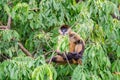 Geoffroy`s spider monkey or black-handed spider monkey on a tree Royalty Free Stock Photo