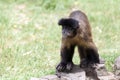 Geoffroy`s Spider Monkey