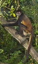 Geoffroy`s spider monkey Ateles geoffroyi