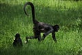 Geoffroy's spider monkey (Ateles geoffroyi). Royalty Free Stock Photo