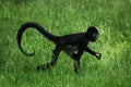 Geoffroy's spider monkey (Ateles geoffroyi). Royalty Free Stock Photo