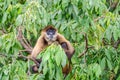 Geoffroy`s spider monkey or black-handed spider monkey on a tree Royalty Free Stock Photo