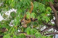 Geoffroy`s spider monkey or black-handed spider monkey on a tree on an island in Nicaragua Lake Royalty Free Stock Photo