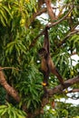 Geoffroy's spider monkey