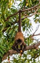 Geoffroy's spider monkey