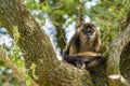 Geoffroy's spider monkey Royalty Free Stock Photo