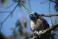 Geoffroy's Tamarin Royalty Free Stock Photo