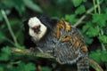 GEOFFROY`S TUFTED EAR MARMOSET callithrix geoffroyi, ADULT STANDING ON BRANCH Royalty Free Stock Photo