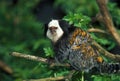 GEOFFROY`S TUFTED EAR MARMOSET callithrix geoffroyi, ADULT STANDING ON BRANCH Royalty Free Stock Photo