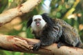 Geoffroy tufted-ear marmoset Royalty Free Stock Photo