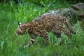 Geoffroy's cat (Leopardus geoffroyi). Royalty Free Stock Photo