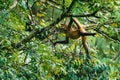 Geoffroy& x27;s spider monkey & x28;Ateles geoffroyi& x29; in a tree in Costa Rica Royalty Free Stock Photo