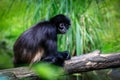 Geoffroyi spider monkey- black handed Royalty Free Stock Photo