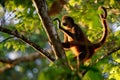 Geoffroys spider monkey - Ateles geoffroi also black-handed spider monkey or the Central American spider monkey, a type of New Royalty Free Stock Photo