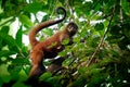 Geoffroys spider monkey - Ateles geoffroi also black-handed spider monkey or the Central American spider monkey, a type of New Royalty Free Stock Photo