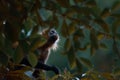 Geoffroys Spider Monkey - Tortuguero, Costa Rica