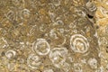Geologic Rocks texture with snail shell Royalty Free Stock Photo