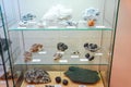 Fossil remains of ancient animals and plants. Exhibits of the Museum named after Vernadsky in Moscow