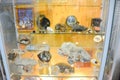 Fossil remains of ancient animals and plants. Exhibits of the Museum named after Vernadsky in Moscow