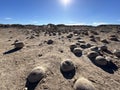 Geological Wonders, Sandstone Concretions Sit on the Desert Floor Under a Hot Sun! Royalty Free Stock Photo