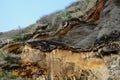 The Ã¢â¬ÅwildÃ¢â¬Â West Coast of New Zealand: rugged coastal cliffs shaped by powerful processes of erosion and sedimentation