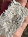 Geologist`s hand holding fossil in limestone