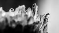 Texture of gemstone clear rhinestone closeup as a part of cluster geode filled with rock Quartz crystals.