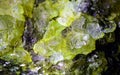 Untouched gemstone cluster clear closeup as a part of geode filled with rock green Quartz or Peridot crystals.