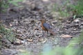 Geomalia or Sulawesi mountain thrush (Zoothera heinrichi) in Sulawesi island, Indonesia Royalty Free Stock Photo