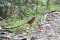 Geomalia or Sulawesi mountain thrush (Zoothera heinrichi) in Sulawesi island, Indonesia Royalty Free Stock Photo