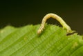 Geometer larva Royalty Free Stock Photo