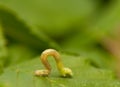 Geometer larva Royalty Free Stock Photo