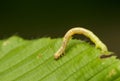 Geometer larva Royalty Free Stock Photo