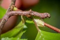 A geometer moth caterpillar blends in as it takes a right turn. Royalty Free Stock Photo