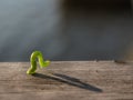 Geometer moth caterpillar