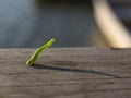 Geometer moth caterpillar