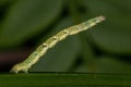 Geometer Moth Caterpillar Royalty Free Stock Photo