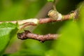 A Geometer Moth caterpillar looks like a twig. Royalty Free Stock Photo