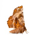 Geometer Moth Royalty Free Stock Photo