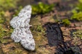 Geometer moth - Physocleora scutigera