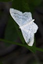 Geometer moth - Scopula incanata, beautiful white moth