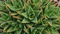 The geometric arrangement creates a visually striking natural pattern Royalty Free Stock Photo