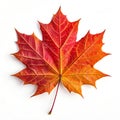 Geometric autumn maple leaf