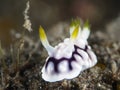 Geometric chromodoris Royalty Free Stock Photo