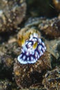Geometric chromodoris Royalty Free Stock Photo