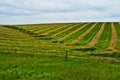 Geometric Design in Harvested Field Royalty Free Stock Photo