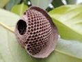 Geometric and empty hive on a green leaf Royalty Free Stock Photo