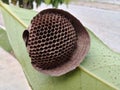 Geometric and empty hive on a green leaf Royalty Free Stock Photo